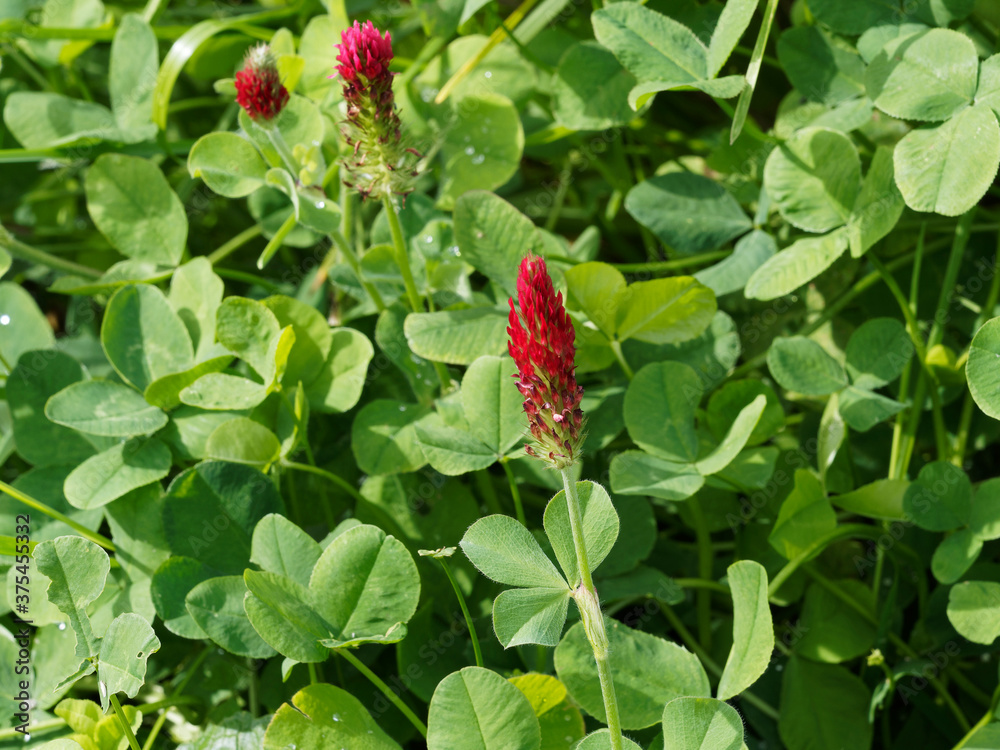 Trifolium incarnatum | Trèfle incarnat rouge ou trèfle farouche, plante légumineuse et mellifère aux petites fleurs oblongue rouge sang, feuillage vert à trois folioles soyeuses en forme de coeur Trifolium incarnatum | Trèfle incarnat rouge ou trèfle farouche, plante légumineuse et mellifère aux petites fleurs oblongue rouge sang, feuillage vert à trois folioles soyeuses en forme de coeur