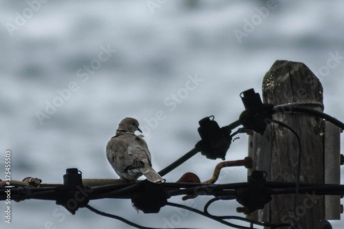 Tórtola en el cableado de la luz con vistas al mar photo