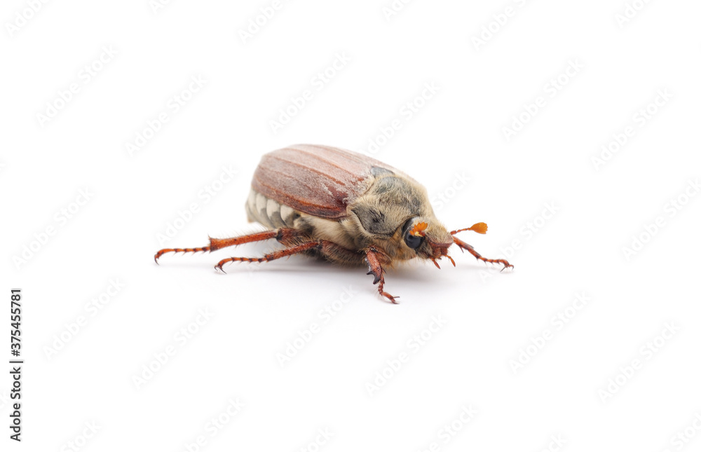 One brown beetle. One brown beetle.