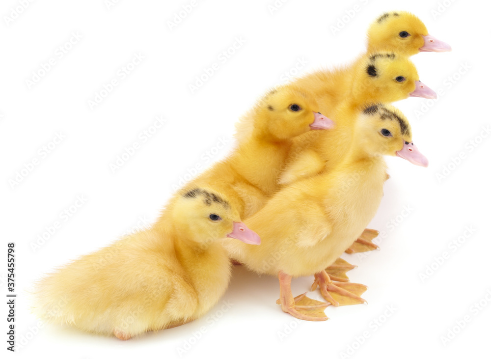 Group of small ducklings.