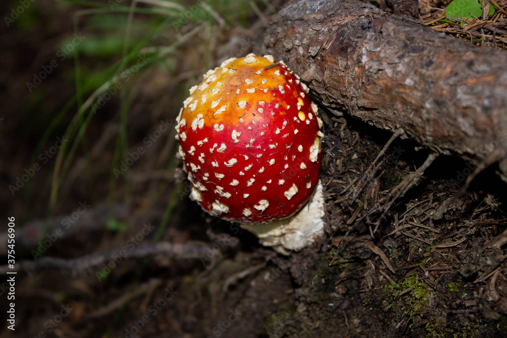 Amanita muscaria mushroom under a fallen tree in its natural environment. Amanita muscaria mushroom under a fallen tree in its natural environment.