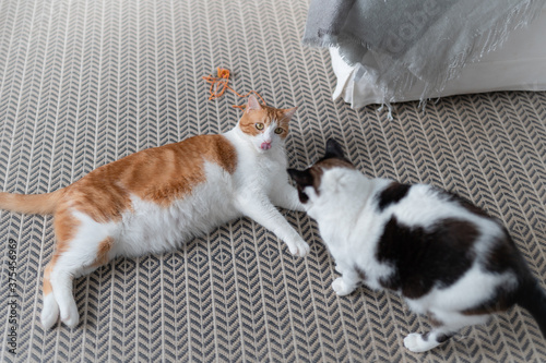 dos gatos domesticos juegan sobre la alfombra 2