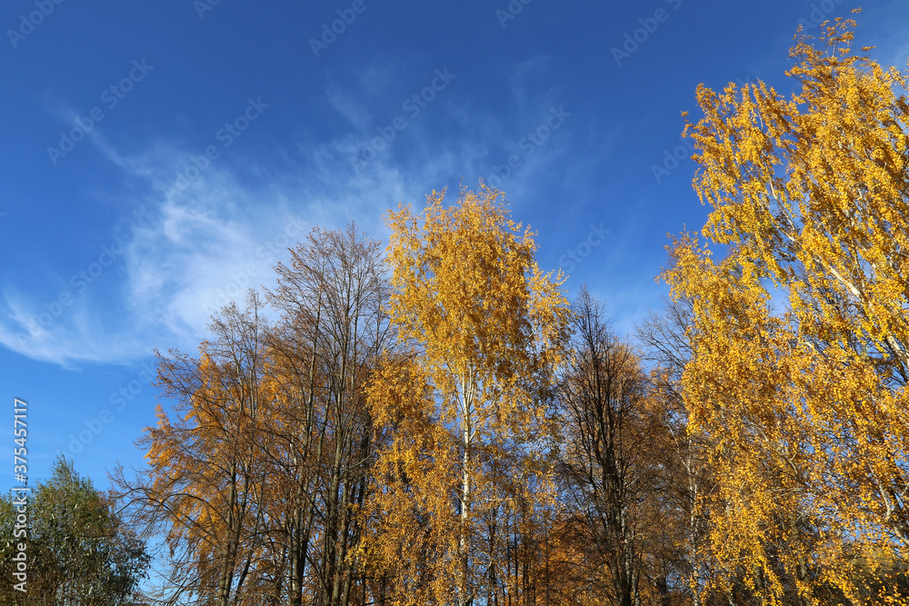 Beautiful autumn trees against the blue sky Beautiful autumn trees against the blue sky