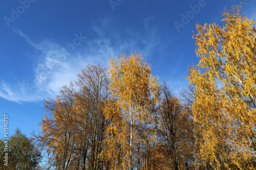Beautiful autumn trees against the blue sky