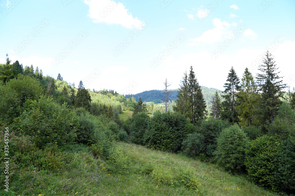 summer forest landscape with trees