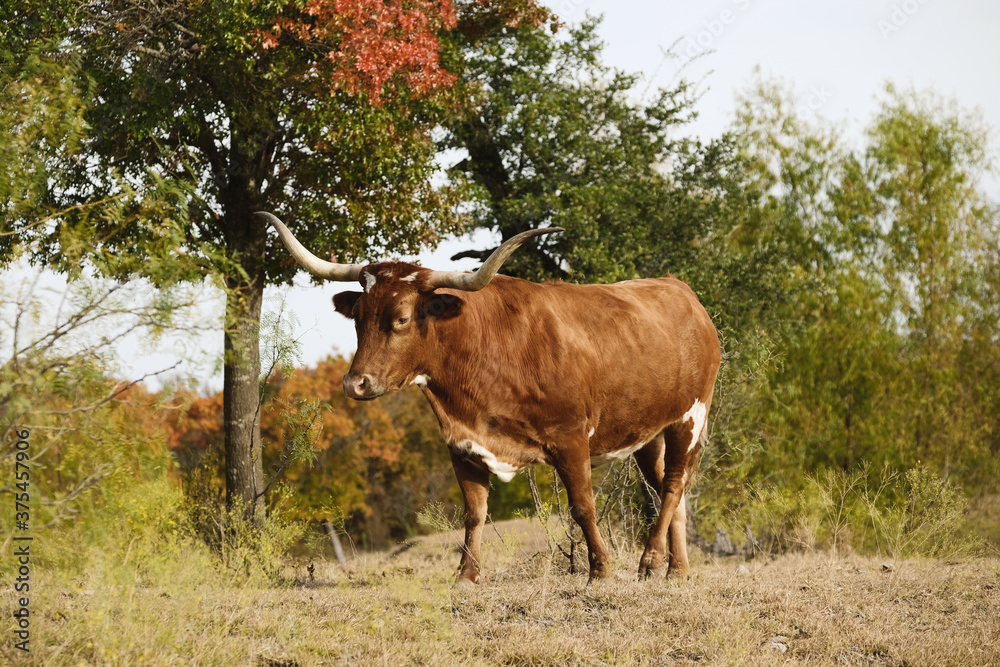 Brown Texas longhorn cow walking through autumn landscape. Brown Texas longhorn cow walking through autumn landscape.