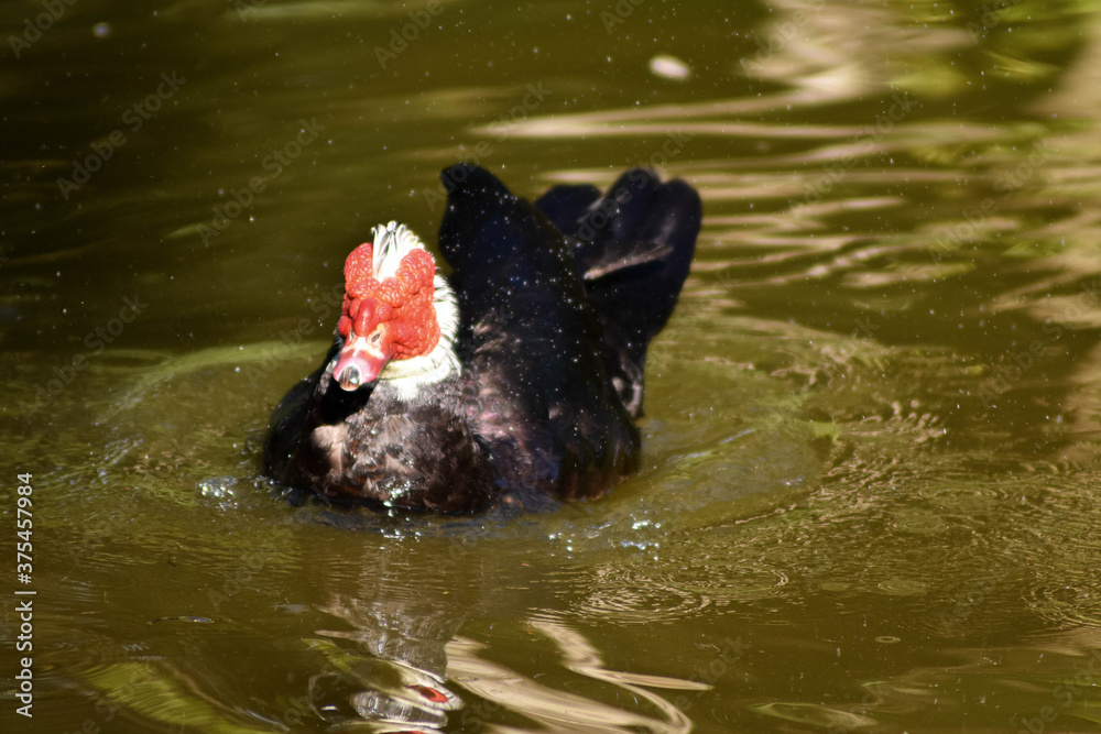 Verruga pato rojo de color blanco y negro y patitos Verruga pato rojo de color blanco y negro y patitos