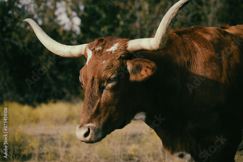 Vászonkép Texas longhorn cow portrait on cattle farm close up, large horns on head