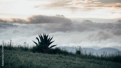 Natural minimalist landscape where grass, an agave on the hill and a cloudy sky are appreciated