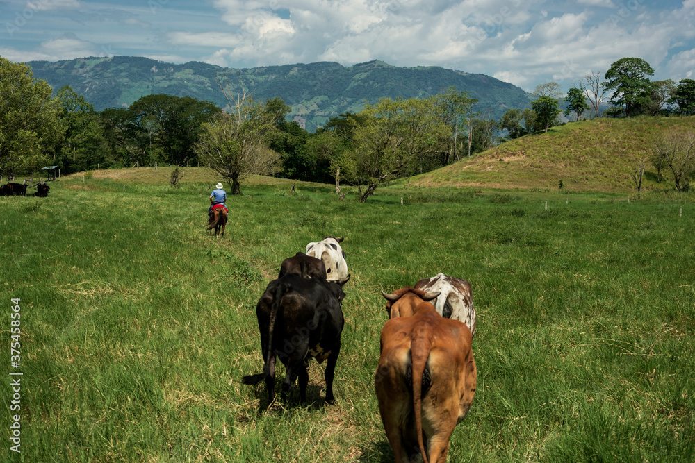 vacas siguiendo jinete montado a caballo en una finca con montañas en el fondo vacas siguiendo jinete montado a caballo en una finca con montañas en el fondo