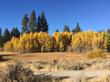 A meadow with fall/autumn colors near Lake Tahoe, California