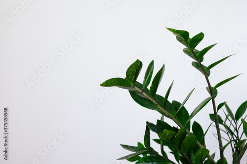 Green flower houseplant zamiokulkas or dollar tree growing in a knitted pot on a wooden table isolated on white texture. Leaves  botanical.