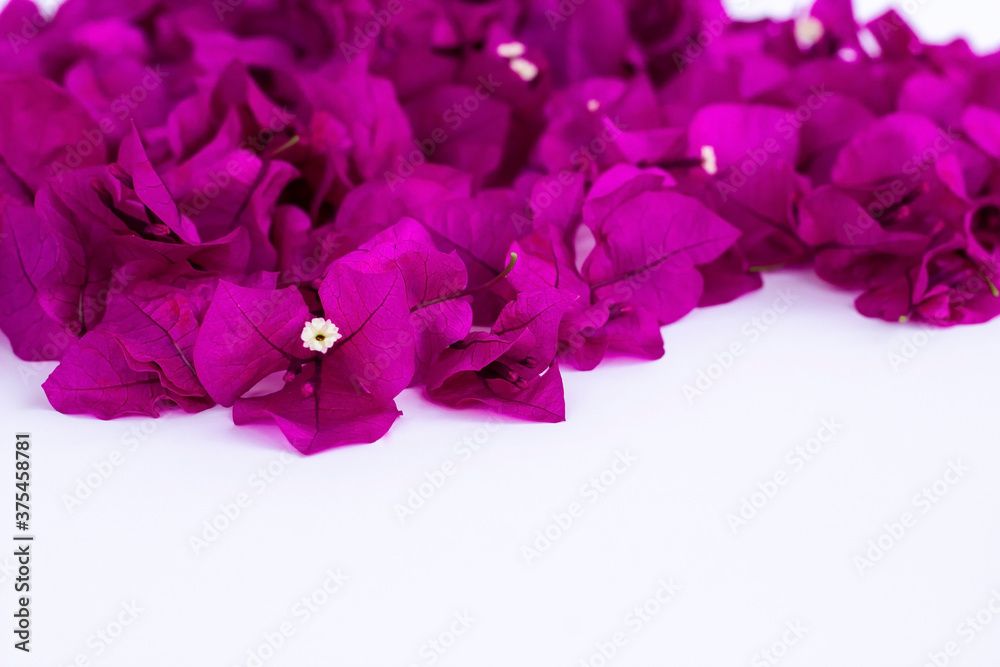 Fresh,deep purple color bougainvillea vine flower on white background Fresh,deep purple color bougainvillea vine flower on white background