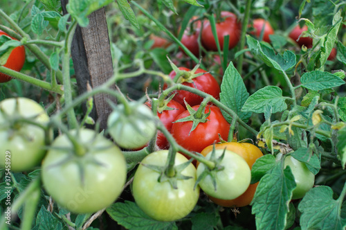 close-up of ripening tomatoes in the vegetable garden  selective focus