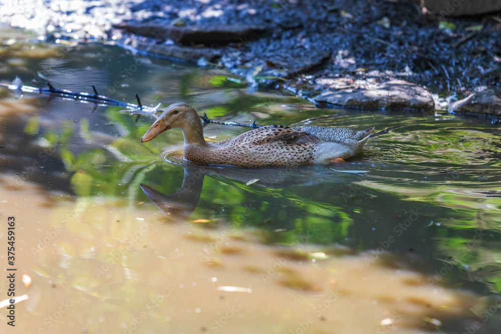Fototapeta premium A young goose swims on the water and its image is reflected in the water.