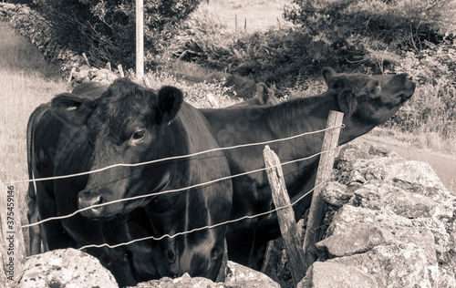 Cows, Lochwinnoch, Scotland, UK photo