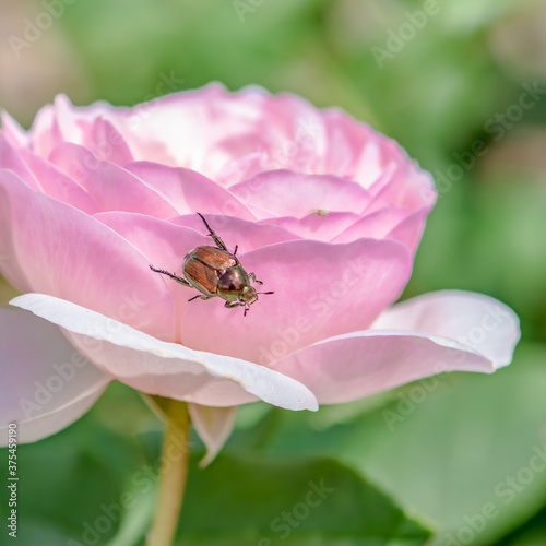 beetle on pink flower