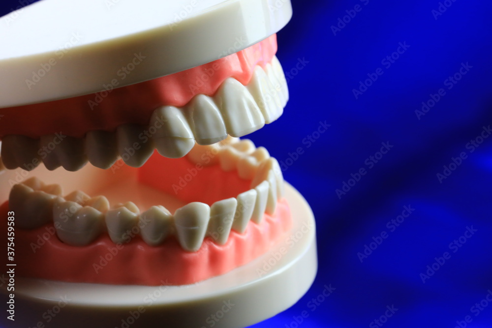Obraz premium Dentist teeth model
