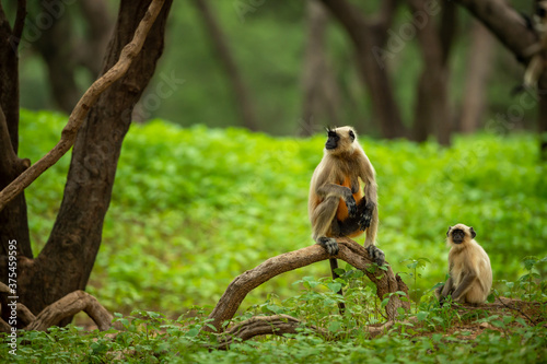 Gray langurs or Hanuman langurs or indian langur or monkey in natural green background during monsoon season safari at ranthambore national park or tiger reserve rajasthan india © Sourabh