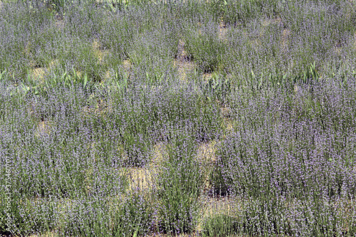 Fototapeta Naklejka Na Ścianę i Meble -  Full Lavandula angustifolia field in bloom