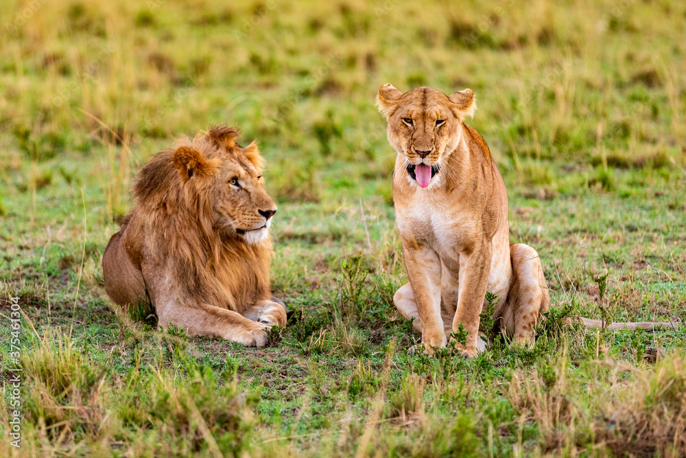 Löwen-Pärchen in der Serengeti. Safari in der Masai Mara, in Kenia. Löwen-Pärchen in der Serengeti. Safari in der Masai Mara, in Kenia.