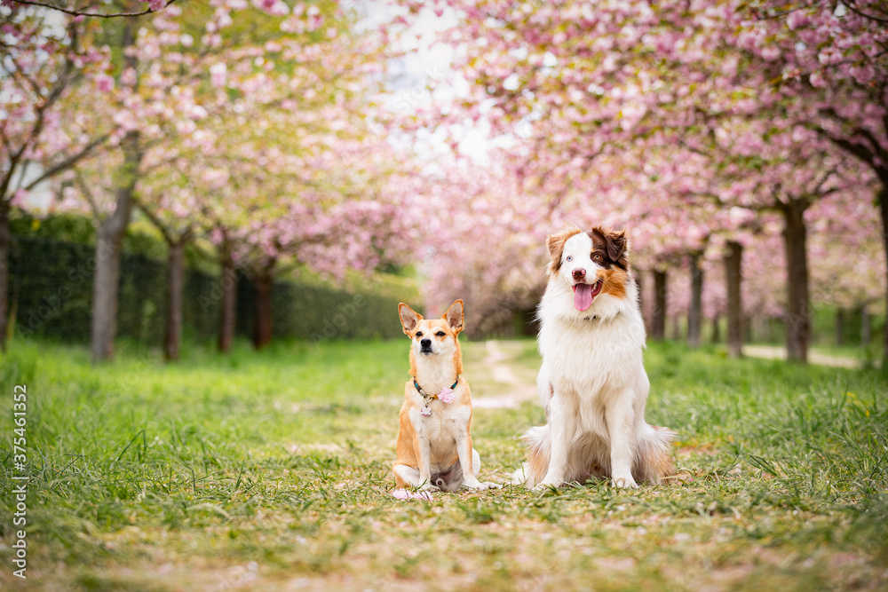 Zwei Hunde im Park mit Kirschblütenbäumen