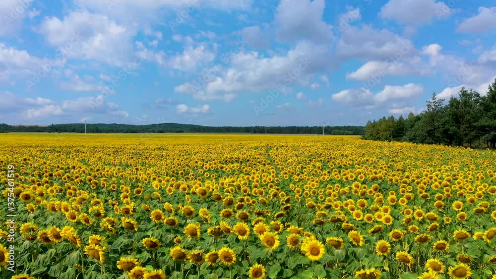 Beautiful sunflowers field aerial shot Beautiful sunflowers field aerial shot