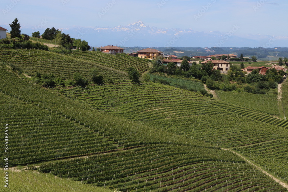Jawdropping vineyards spread over the lovely Langhe hills in Piedmont. 