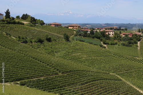 Jawdropping vineyards spread over the lovely Langhe hills in Piedmont. 