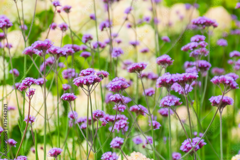 Verbena Bonariensis is a purple flower, hydrangea in the background.