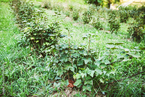 Organic hazelnut plantation, green young seedlings, summer daylight, green orchard