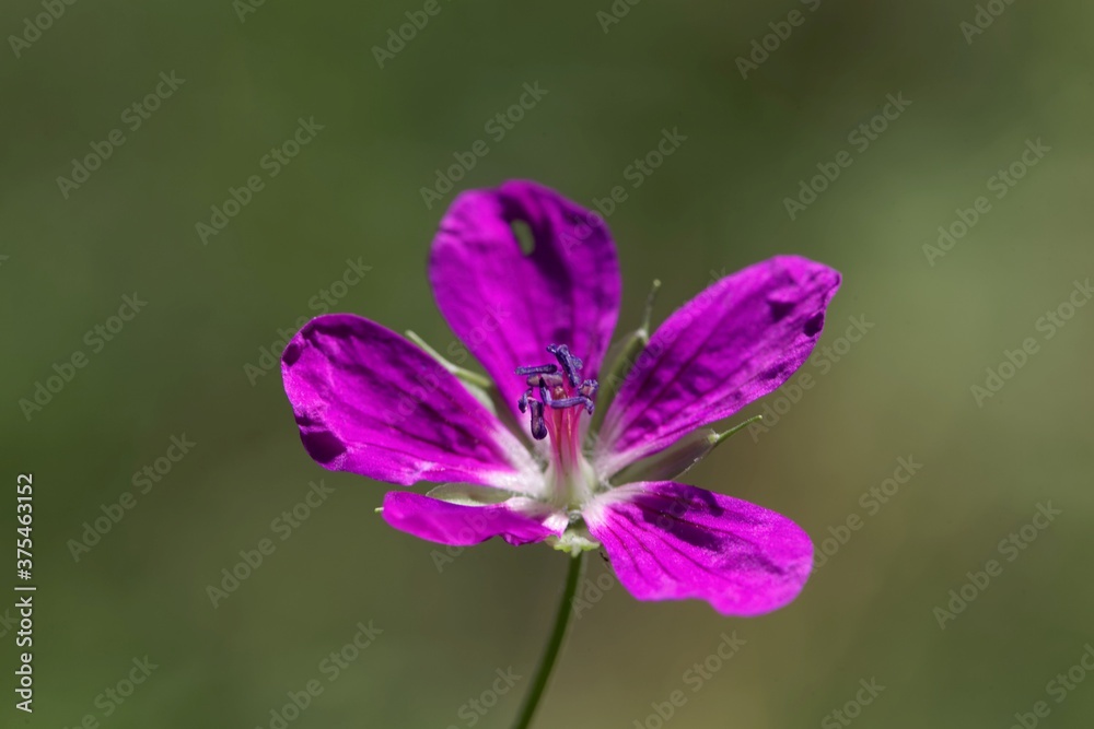 Flower of a marsh cranesbill, Geranium palustre Flower of a marsh cranesbill, Geranium palustre