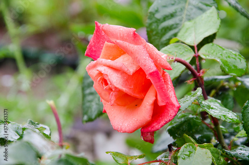 Pink Rose flower with raindrops on background pink roses flowers. Nature.