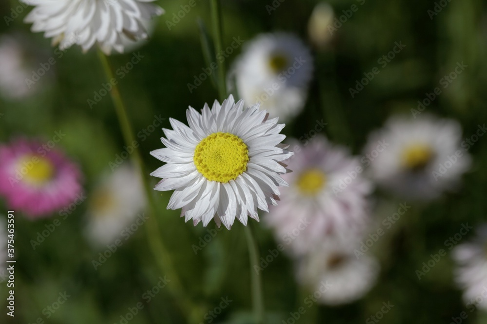 Flowers of Helipterum roseum plants Flowers of Helipterum roseum plants