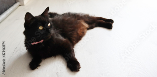Beautiful elegant black cat lies on the floor and looks up at the owner. Banner.