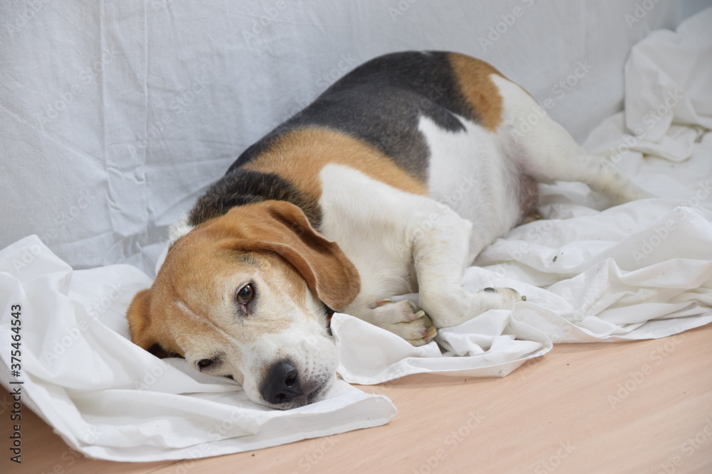 Mascota, perro, cansado y tumbado sobre sábana blanca