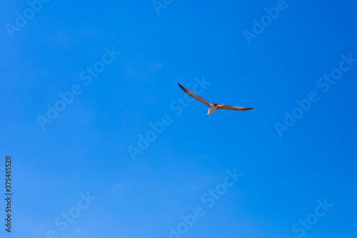 Bird in the blue sky. The seagull flies. Feeling of freedom and serenity
