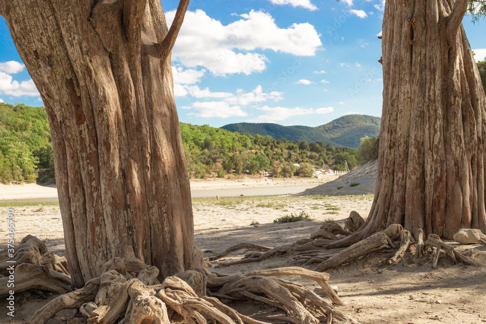 Cypress tree roots on Lake Sukko in the South of Russia. Travel and tourism. Drought in the reservoir. Ecological problem.