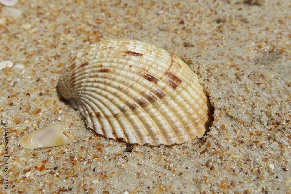 Beautiful beige seashell on the beach in Atlantic coast of North Florida, closeup Beautiful beige seashell on the beach in Atlantic coast of North Florida, closeup
