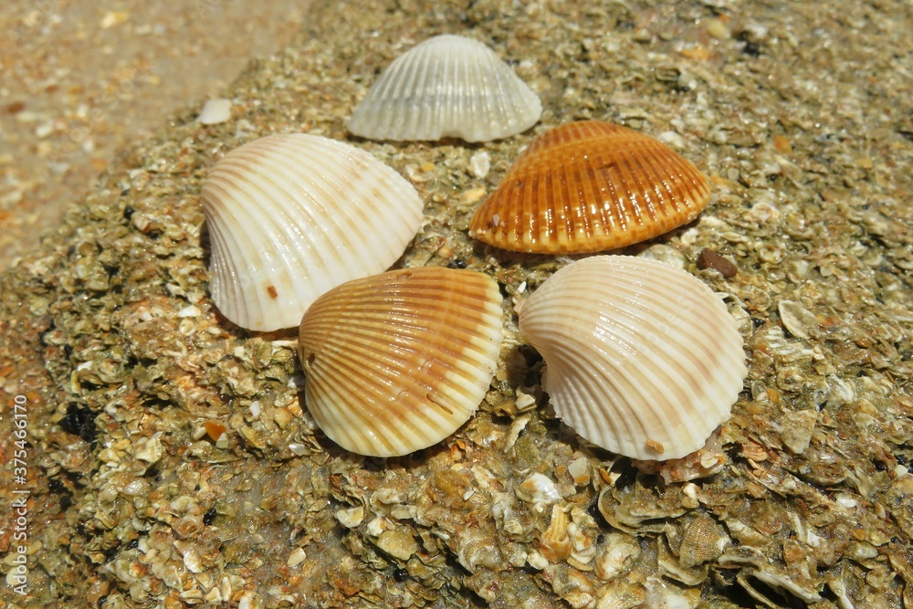Seashells on the beach in Atlantic coast of North Florida, closeup Seashells on the beach in Atlantic coast of North Florida, closeup