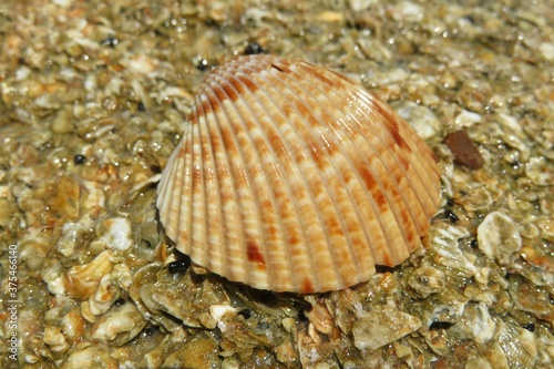 Beautiful orange seashell on the beach in Atlantic coast of North Florida  closeup