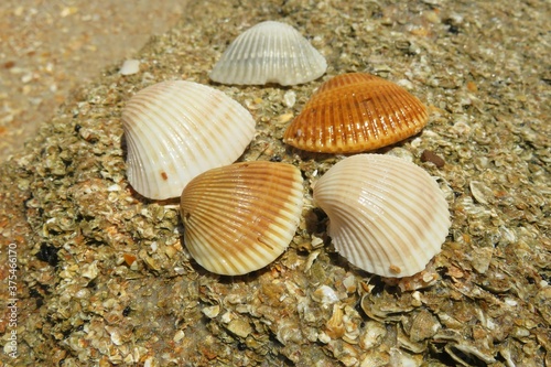 Seashells on the beach in Atlantic coast of North Florida  closeup