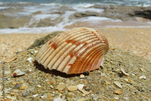 Beautiful beige seashell on ocean background in Atlantic coast of North Florida, closeup © natalya2015
