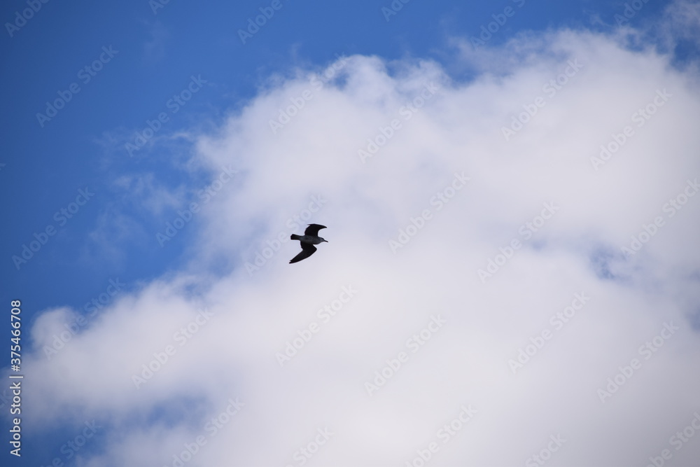 Ave volando en el cielo azul con nubes Ave volando en el cielo azul con nubes