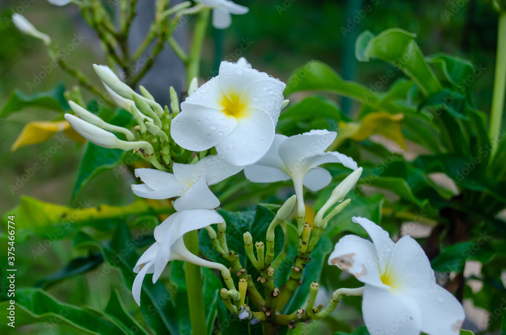 White flower in the garden White flower in the garden