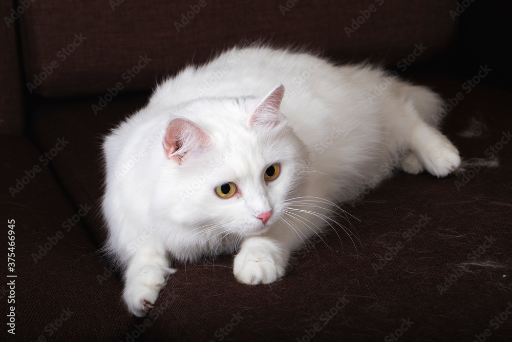 White cat plays with a toy. The concept of pets.  Pet Friendly Concept.