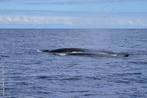 A female Bryde's whale and its calf in the atlantic ocean. Whale watching, Madeira, Portugal.