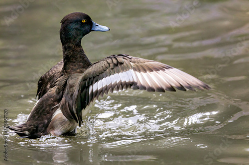 Canvas Print Male Lesser Scaup flapping wings in brackish water