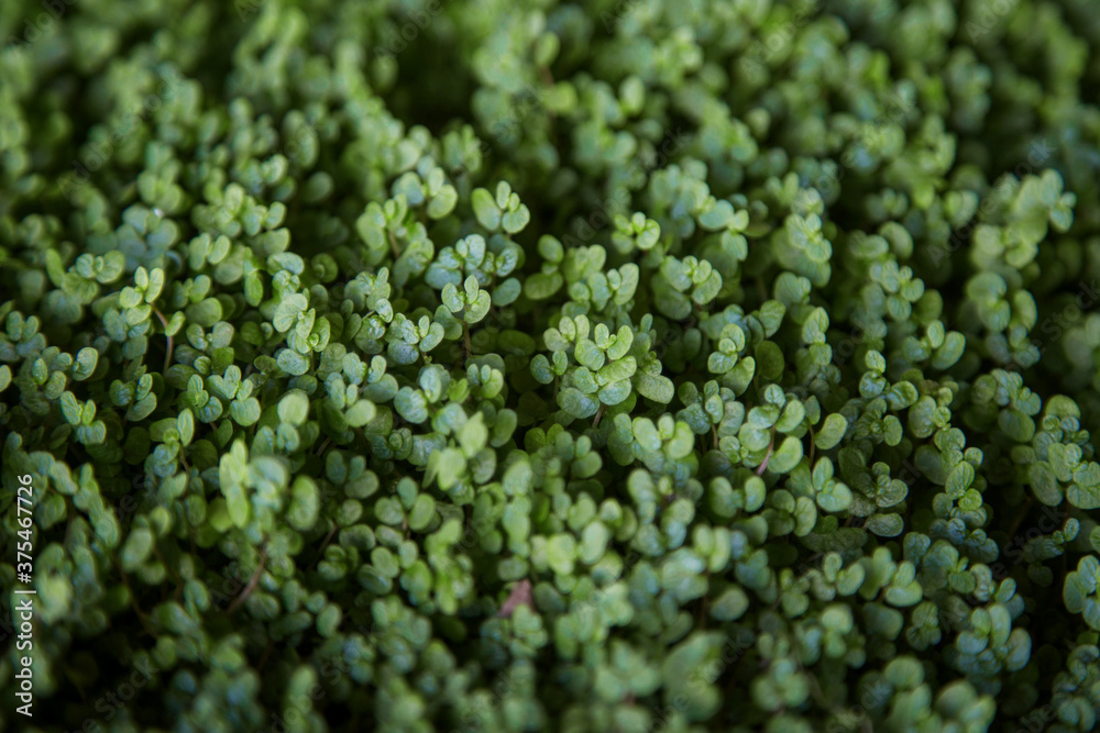 small plant sprouts, soft focus