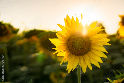 Colorful sunflower photo